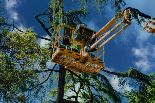 Reliable Lincoln City, OR Tree Removal Solutions